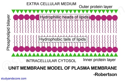 plasma membrane, molecular models of plasma membrane, sandwich mnodel of plasma membrane, trilamellar modelof plasma membrane, unit membrane of plasma membrane, fluid mosaic model of plasma membrane